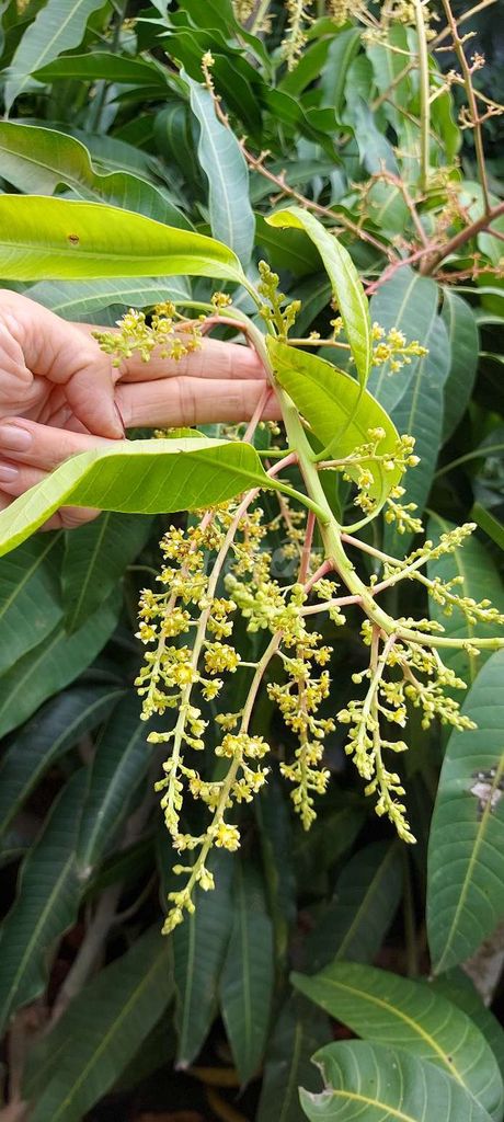 Xoài Đài Loan🧡 1m7 - 1m9 ❤️đang ra hoa. Mua bán Cây cảnh, đồ trang trí tại Quận Gò Vấp Tp Hồ Chí Minh được đăng bởi Tô Kem  hình 1