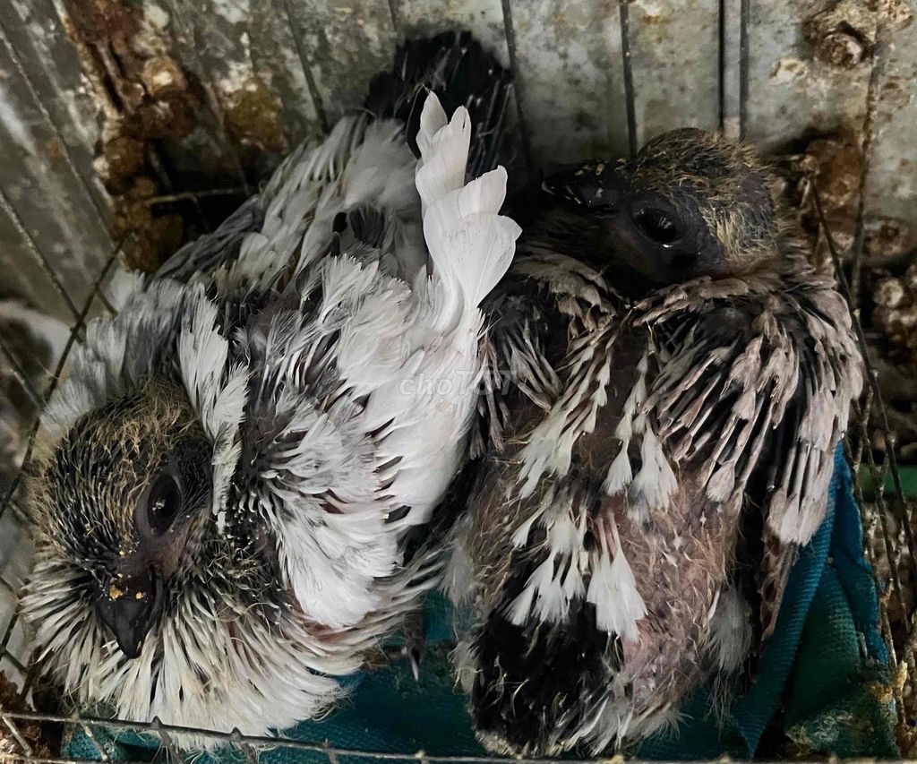 Chim Bồ câu chớp Trung Quốc con Đen Trắng. Mua bán Chim tại Thành phố Biên Hòa Đồng Nai được đăng bởi Du hình 1