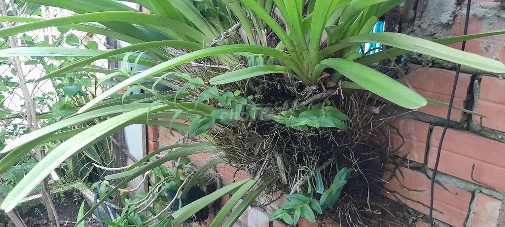 Bụi lan kiếm 15kg+giả hạc. Mua bán Cây cảnh, đồ trang trí tại Thành phố Bạc Liêu Bạc Liêu được đăng bởi Tùng hình 1