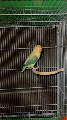 Lovebird mái ss. Mua bán Chim tại Thành phố Thủ Đức Tp Hồ Chí Minh được đăng bởi Toàn Lê