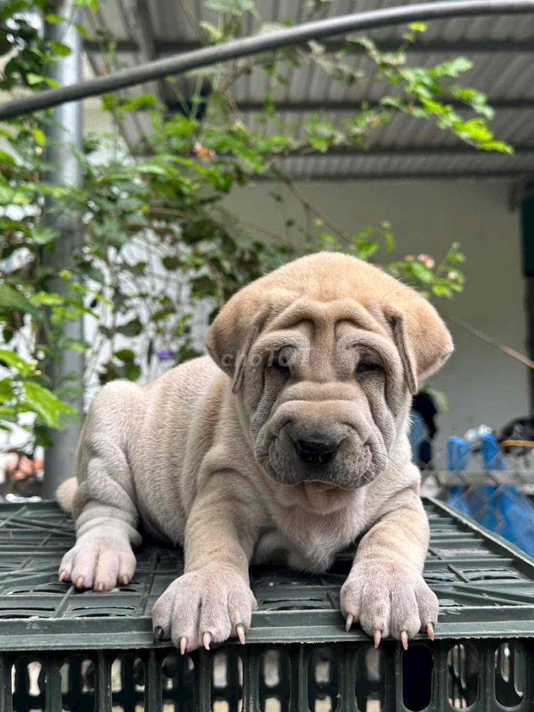 Chó Shar Pei nâu nhạt đã tiêm phòng. Mua bán Chó tại Thành phố Thủ Dầu Một Bình Dương được đăng bởi Nguyễn Thị Huỳnh Mai hình 1
