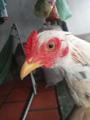 4con thái Mỹ 1kg7 2k3 rồi trưa biết gáy.. Mua bán Gà tại Quận Thốt Nốt Cần Thơ được đăng bởi minh 