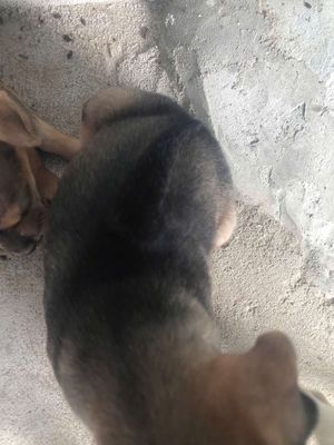 Cho tặng chó con. Mua bán Chó tại Huyện Châu Thành Tây Ninh được đăng bởi Van Cau