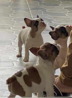 Bao thuần chủng 100%(giá tốt vì có đuôi ngắn). Mua bán Chó tại Huyện Bình Chánh Tp Hồ Chí Minh được đăng bởi nguyễn thành phước