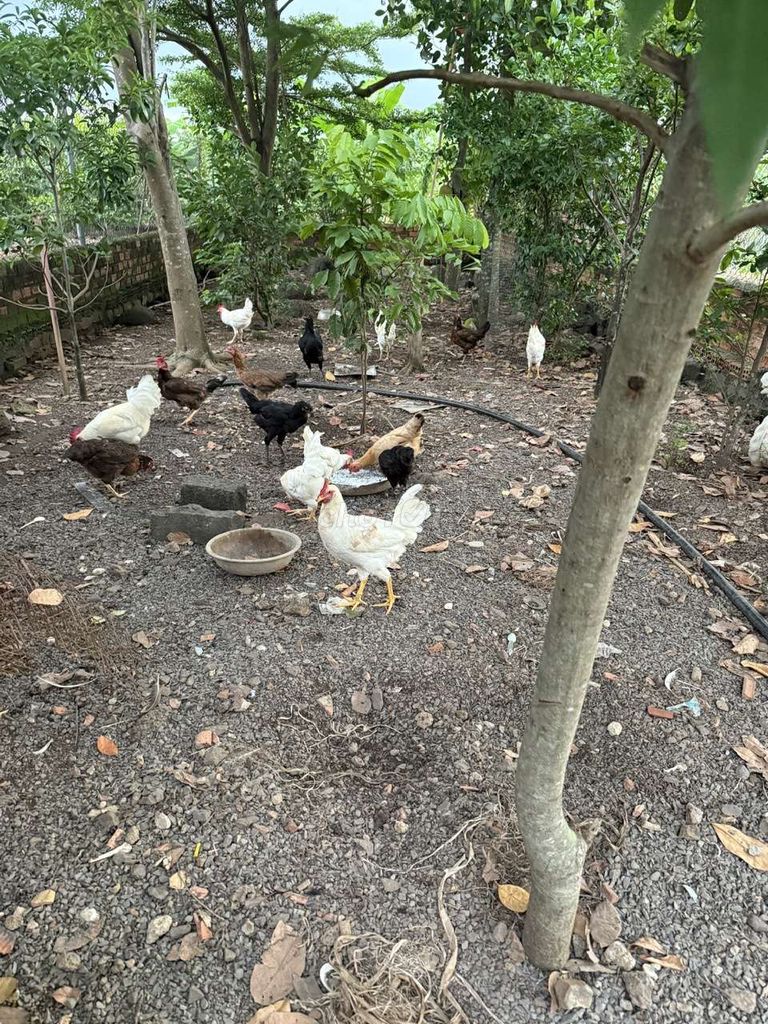Gà trống Ai Cập trống màu Trắng. Mua bán Gà tại Huyện Vĩnh Cửu Đồng Nai được đăng bởi Trần Phước hình 1