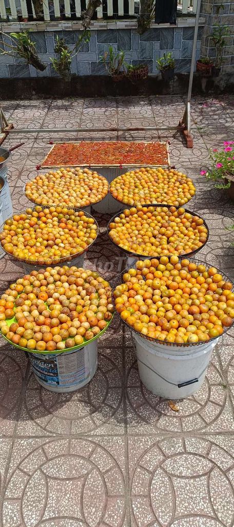 HẠNH MUỐI. Mua bán Đồ ăn, thực phẩm và các loại khác tại Huyện Phong Điền Cần Thơ được đăng bởi An Thúy hình 1