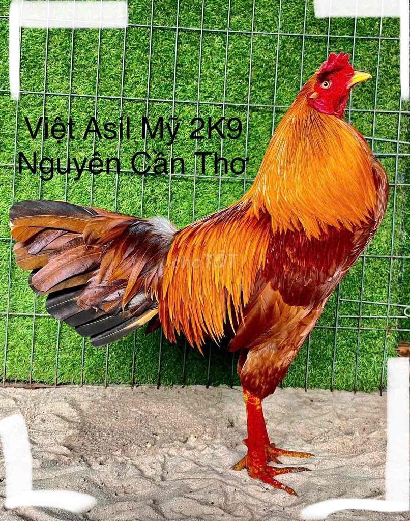 2K9 Tay Cối Việt Asil Mỹ