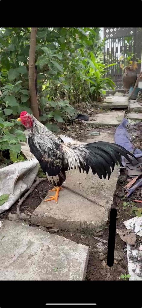 muốn mua gà tre màu chuối như hình ai có chia lai. Mua bán Gà tại Huyện Ninh Giang Hải Dương được đăng bởi Pham đức huy hình 1