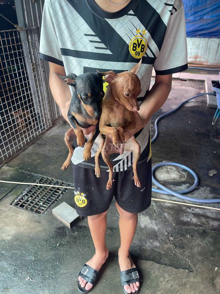 Chó Phốc hươu mini đực 3 tháng. Mua bán Chó tại Thành phố Bạc Liêu Bạc Liêu được đăng bởi Nguyễn Văn Phước hình 1