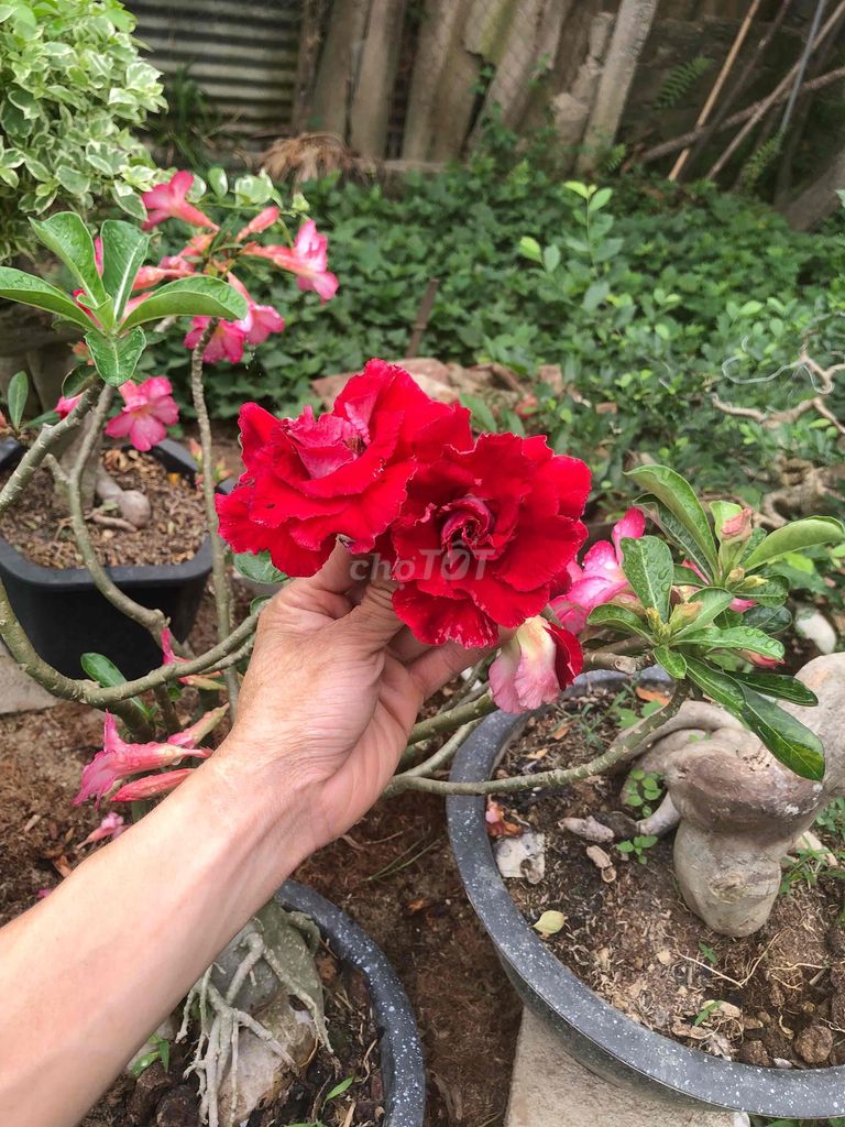 Cây cảnh Hoa sứ Thái Lan Đỏ. Mua bán Cây cảnh, đồ trang trí tại Thành phố Vinh Nghệ An được đăng bởi bảo ngọc hình 1