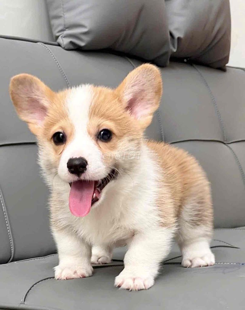 corgi lông ngắn mặt cân thuần chủng. Mua bán Chó tại Quận Bình Tân Tp Hồ Chí Minh được đăng bởi Trang  hình 1