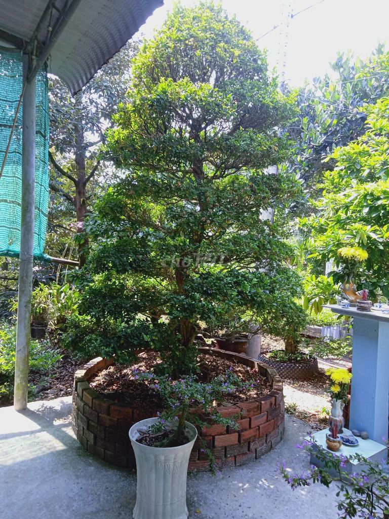 Cây cảnh Nguyệt quế Đã qua sử dụng. Mua bán Cây cảnh, đồ trang trí tại Huyện Cái Bè Tiền Giang được đăng bởi Quốc Sự hình 1