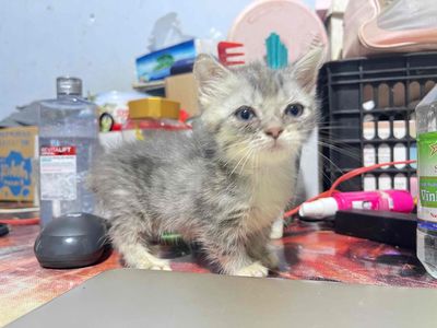 bé trai chân lùn xinh đẹp quấn chủ