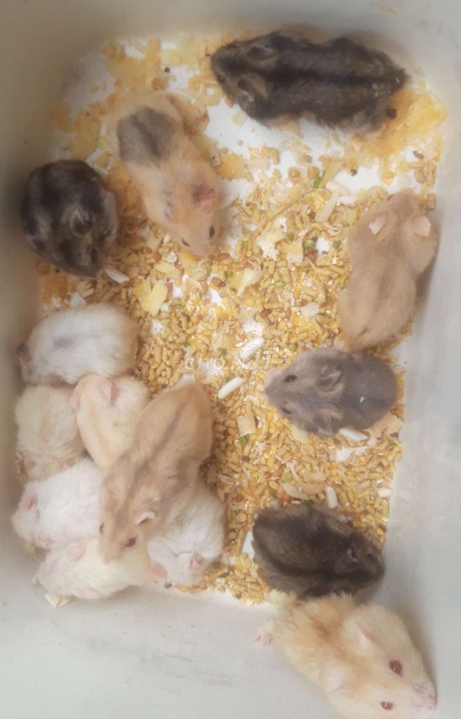 Hamster ww baby