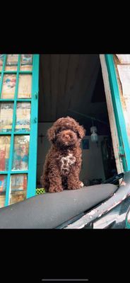 POODLE Tyni chó nhà nuôi đẻ ( hình thật). Mua bán Chó tại Quận Gò Vấp Tp Hồ Chí Minh được đăng bởi Đại
