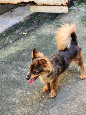 Chó Nhật lai Phốc, giống cái, 1 tuổi, khỏe mạnh. Mua bán Chó tại Quận Gò Vấp Tp Hồ Chí Minh được đăng bởi Lê Kim Ngọc