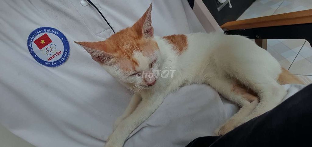 Bán mèo tam thể đẹp 3 tháng tuổi. Mua bán Mèo tại Huyện Hoài Đức Hà Nội được đăng bởi Monster hình 3