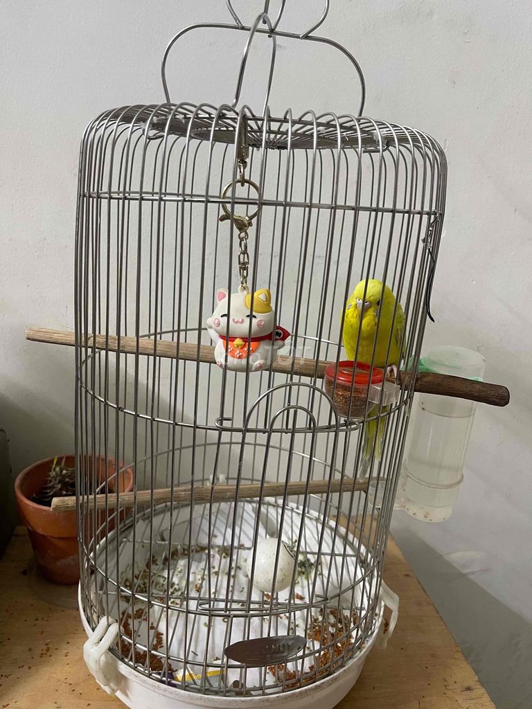 Thanh lý lồng + chim yến phụng mái. Mua bán Chim tại Quận Hoàn Kiếm Hà Nội được đăng bởi Việt Bách hình 1