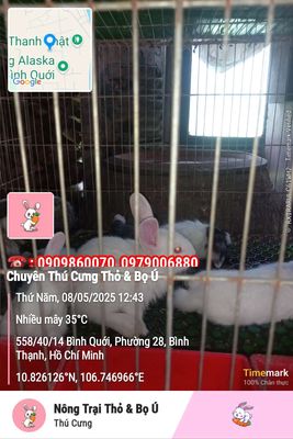 Thỏ Nhí Nhảnh. Mua bán Thú cưng khác tại Quận Bình Thạnh Tp Hồ Chí Minh được đăng bởi Thỏ Con