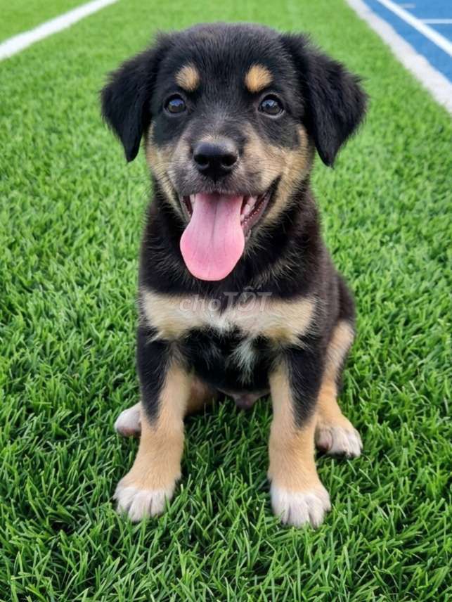 Chó Rotweiler lai Bắc Hà đực siêu đẹp rất khôn. Mua bán Chó tại Quận Tân Bình Tp Hồ Chí Minh được đăng bởi Linh Lan hình 1
