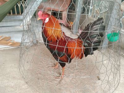 3kg2 ae nào thích nt e. Mua bán Gà tại Quận Thốt Nốt Cần Thơ được đăng bởi Quân Nguyễn 