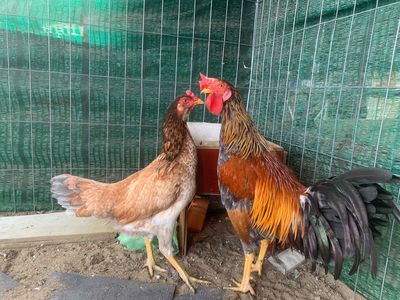 sil mỹ thái. Mua bán Gà tại Quận Cái Răng Cần Thơ được đăng bởi nguyễn hoàng trung