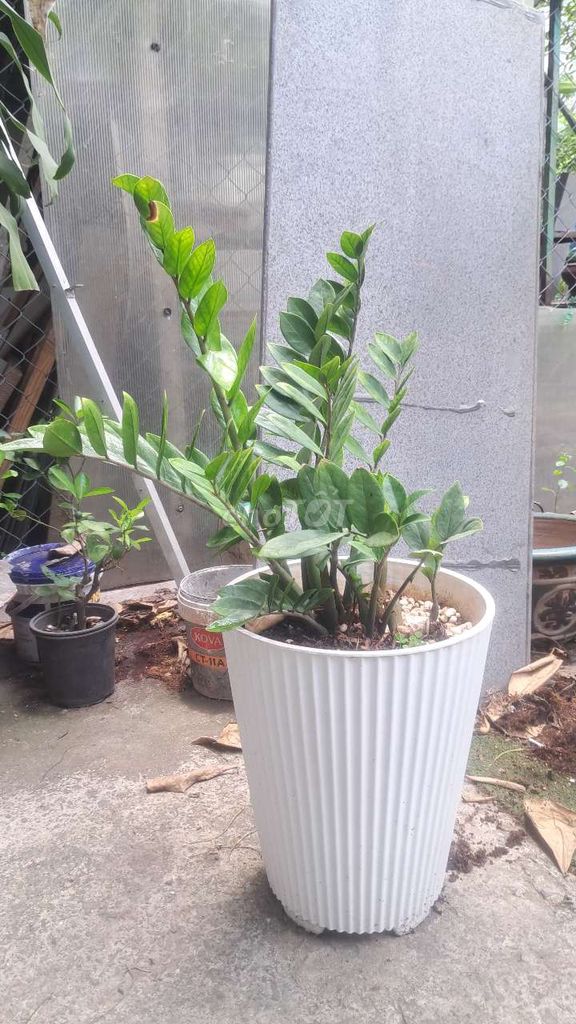 Cây kim tiền xanh lá Gò Vấp. Mua bán Cây cảnh, đồ trang trí tại Quận Gò Vấp Tp Hồ Chí Minh được đăng bởi bonsai hoàng mộc  hình 1