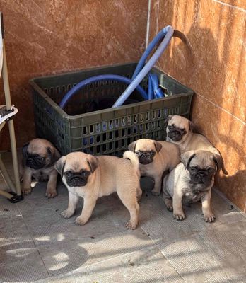pug mặt xệ tại 22 nhơn hoà 9. Mua bán Chó tại Quận Cẩm Lệ Đà Nẵng được đăng bởi Anh Pet Shop