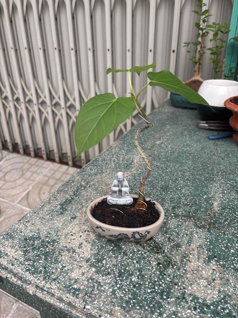 Cây cảnh Bonsai mini. Mua bán Cây cảnh, đồ trang trí tại Quận Bình Tân Tp Hồ Chí Minh được đăng bởi Thuận Phát hình 1