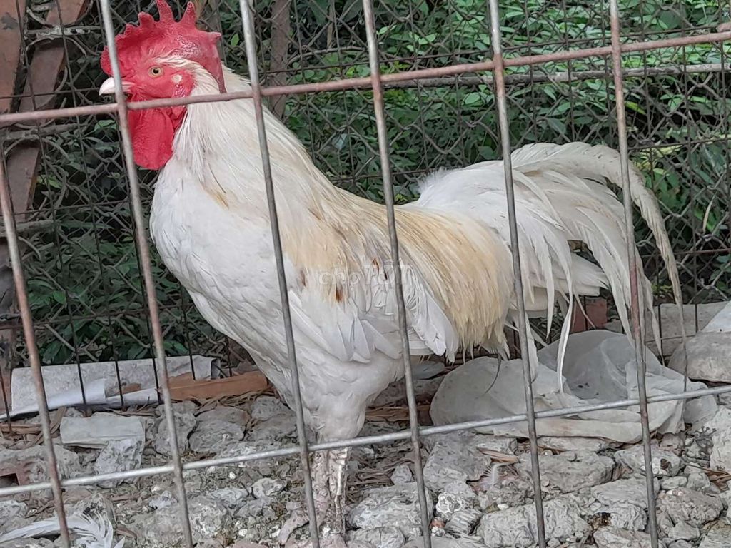 bướm 3k2. Mua bán Gà tại Thành phố Thuận An Bình Dương được đăng bởi tan hình 1