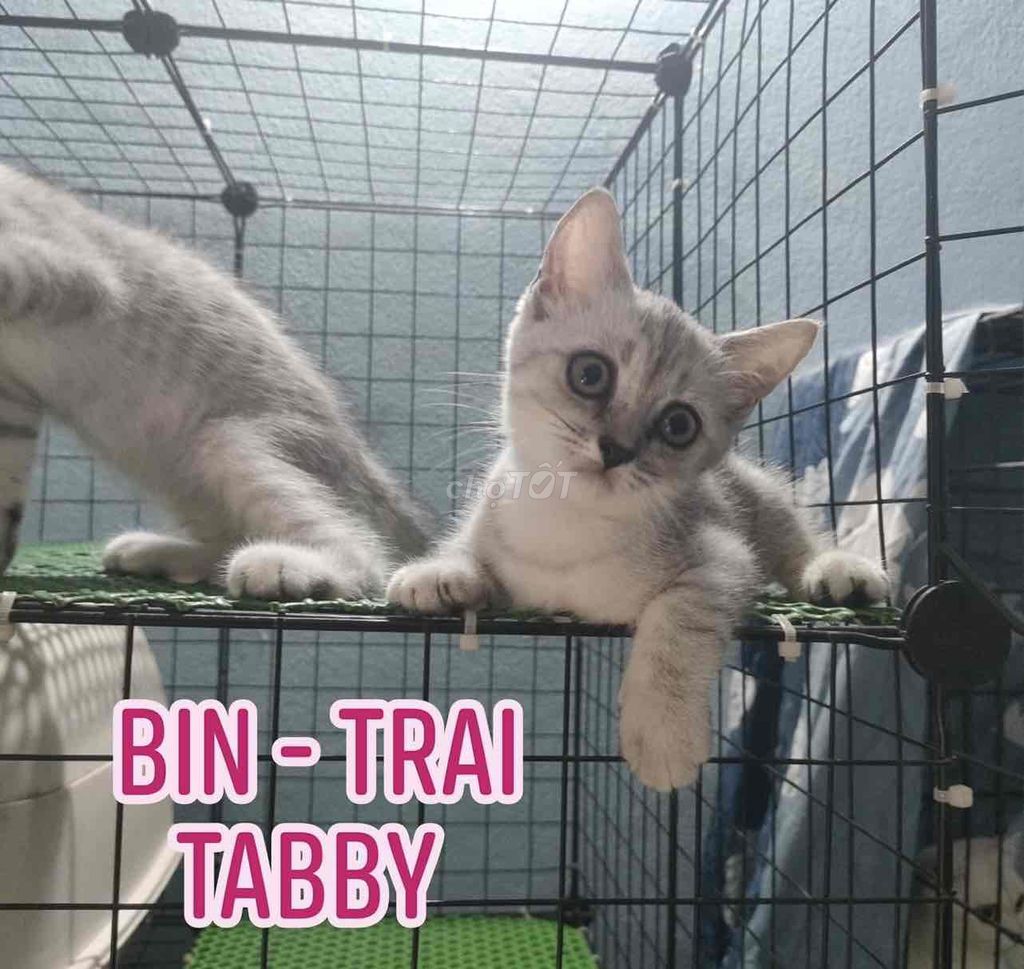Gả 2 bé anh lông ngắn, chi tiết bài viết. Mua bán Mèo tại Huyện Hóc Môn Tp Hồ Chí Minh được đăng bởi Shin Meow Meow  hình 1