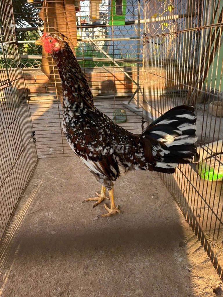 Gà mái Lai Mỹ 2kg đang đẻ lứa so. Mua bán Gà tại Huyện Đất Đỏ Bà Rịa - Vũng Tàu được đăng bởi Phong CHICKEN hình 1