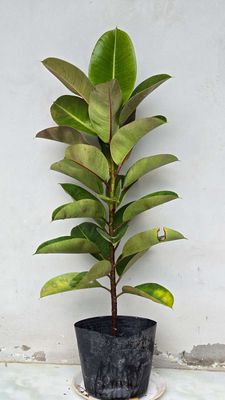 Cây Đa Búp Mint - Mộc Uyển Thanh. Mua bán Cây cảnh, đồ trang trí tại Huyện Lấp Vò Đồng Tháp được đăng bởi Cây Cảnh Mộc Uyển Thanh 