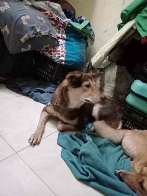 Chó Alaska Nâu trắng