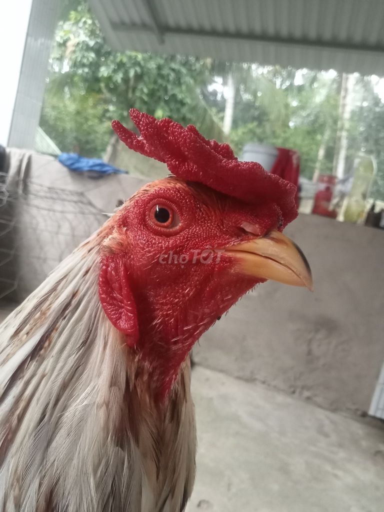 Siu mỹ 3k5 rớt lớp xỉu đùi cho ae cản mái. Mua bán Gà tại Huyện Long Phú Sóc Trăng được đăng bởi Gà cỏ hình 1