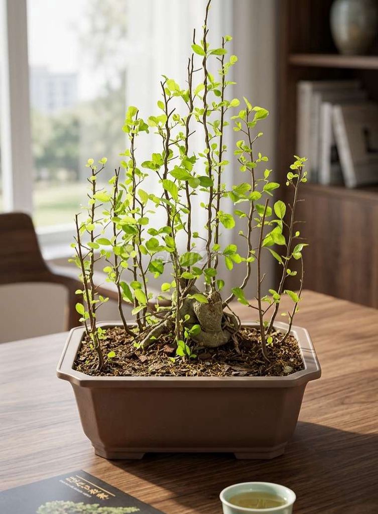 Cụm rừng duối. Mua bán Cây cảnh, đồ trang trí tại Huyện Ý Yên Nam Định được đăng bởi Đinh Cúc hình 1