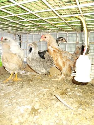 Gà tre Tân Châu 3,5 tháng giá 125k/1con. Mua bán Gà tại Quận Hoàng Mai Hà Nội được đăng bởi Đỗ trọng hưng