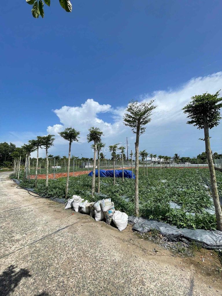NỀN THỔ CƯ XÂY TRỌ OK GẦN ĐẠI HỌC NAM CẦN THƠ, FPT, CHỢ MỸ KHÁNH. Mua bán đất tại Huyện Phong Điền Cần Thơ được đăng bởi Nguyễn Văn Hiếu hình 3