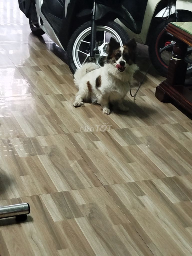 Chó Trắng Nâu. Mua bán Chó tại Quận Bình Tân Tp Hồ Chí Minh được đăng bởi Tuấn Anh  hình 1