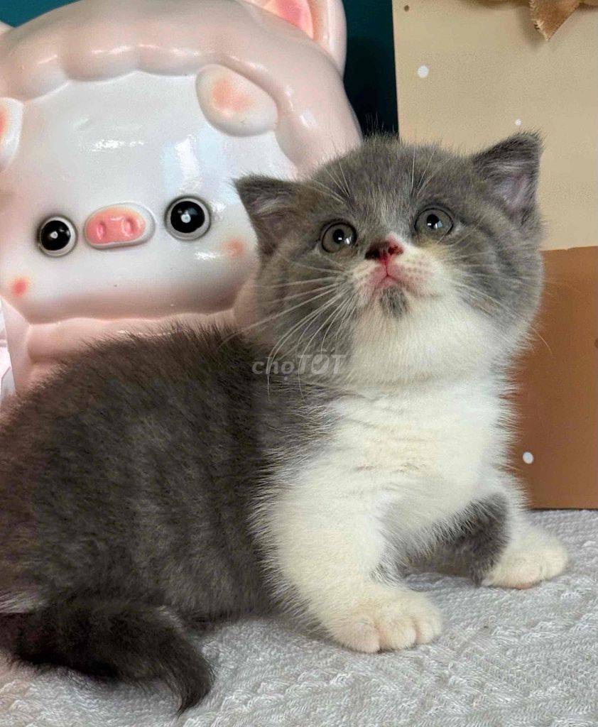 Mèo Anh lông ngắn Xám trắng Đã tiêm phòng. Mua bán Mèo tại Huyện Củ Chi Tp Hồ Chí Minh được đăng bởi Góc Pet Việt hình 1