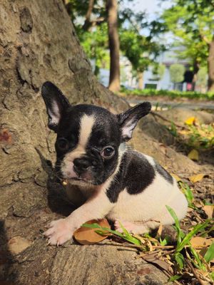 Chó Bull Pháp con Đen trắng đã tiêm