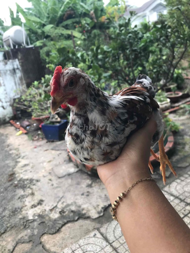 Gà Ri hoa mơ Đa sắc. Mua bán Gà tại Thành phố Dĩ An Bình Dương được đăng bởi Ngọc Hân hình 1