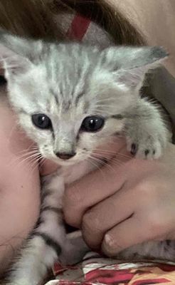 Mẹ là mèo anh lông ngắn tai cụp. Mua bán Mèo tại Quận Thanh Khê Đà Nẵng được đăng bởi Ngọc Hân