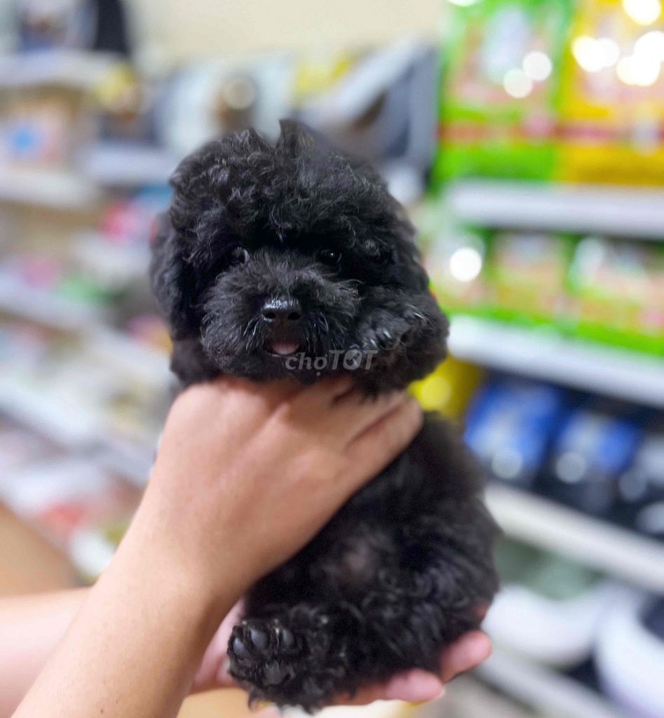 2 Bé Poodle đen tini đáng yêu