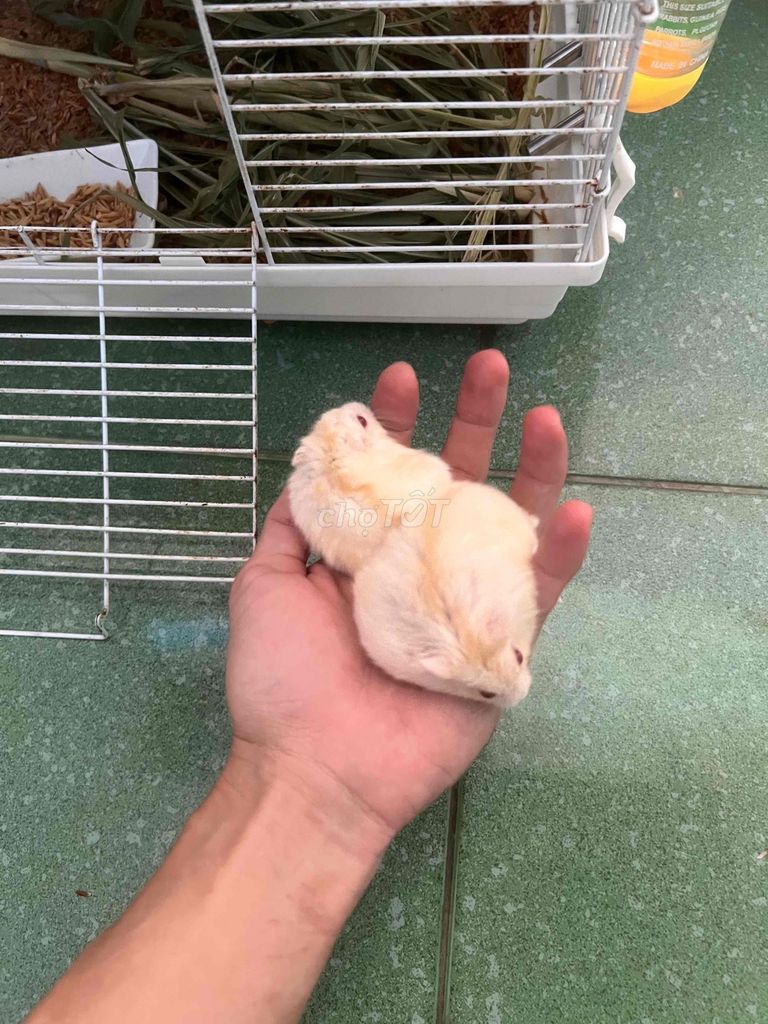 Chuột Hamster Trắng sọc vàng. Mua bán Thú cưng khác tại Thành phố Châu Đốc An Giang được đăng bởi Lê Bình Cầm Đồ 2 hình 1