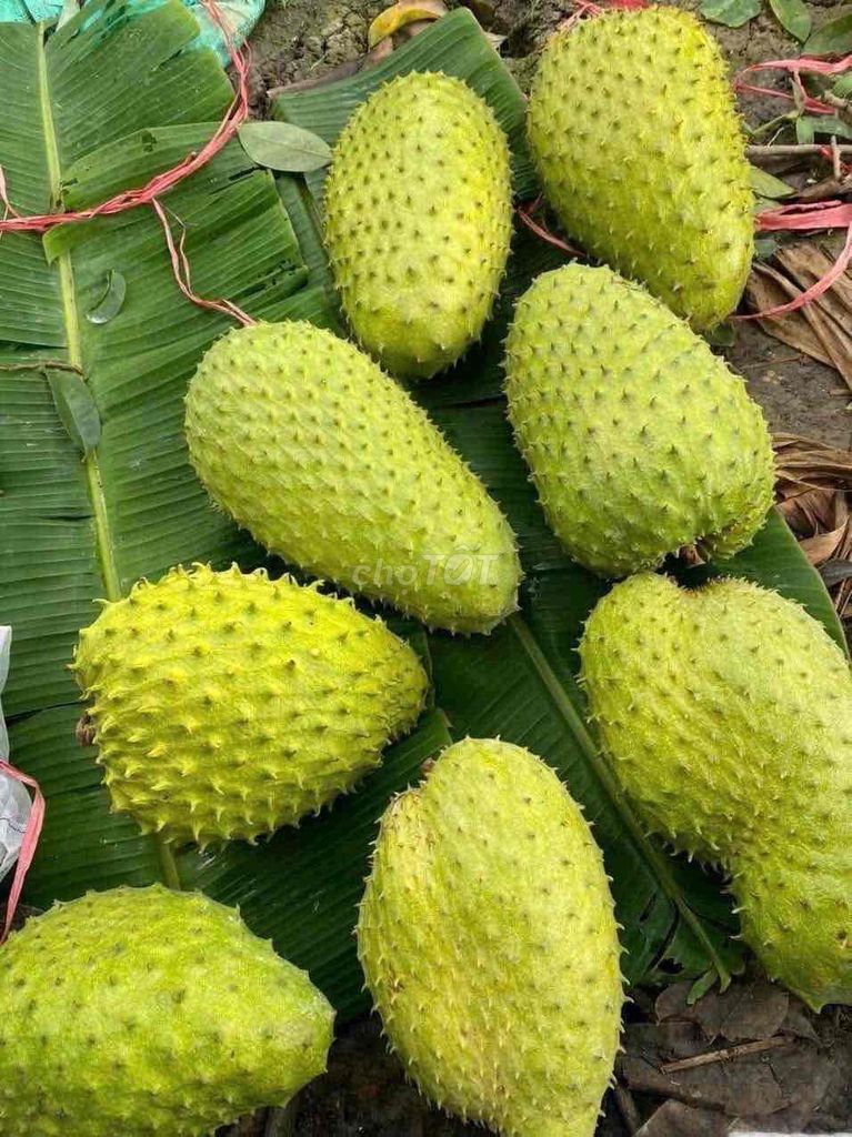 Mãng cầu xiêm tươi ngon. Mua bán Đồ ăn, thực phẩm và các loại khác tại Quận Cẩm Lệ Đà Nẵng được đăng bởi Nguyễn phan thành nhơn  hình 1