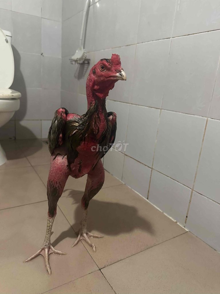 Gà chọi 2.9kg. Mua bán Gà tại Quận Hải Châu Đà Nẵng được đăng bởi Trần Hiếu hình 1