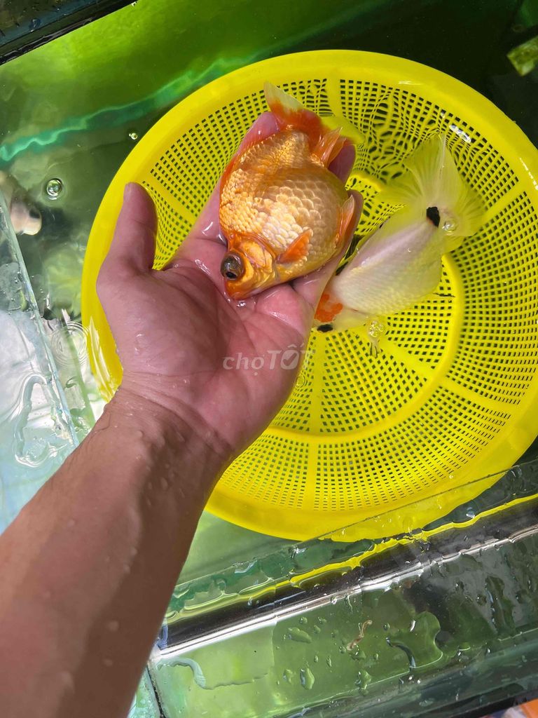 3 bé cá oranda,ranchu,ruykin