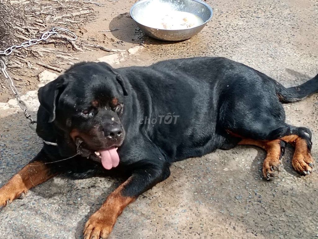 Chó Rottweiler Đực Đen vàng Hiền, thân thiện. Mua bán Chó tại Thành phố Thủ Đức Tp Hồ Chí Minh được đăng bởi Nhân Rottweiler  hình 1