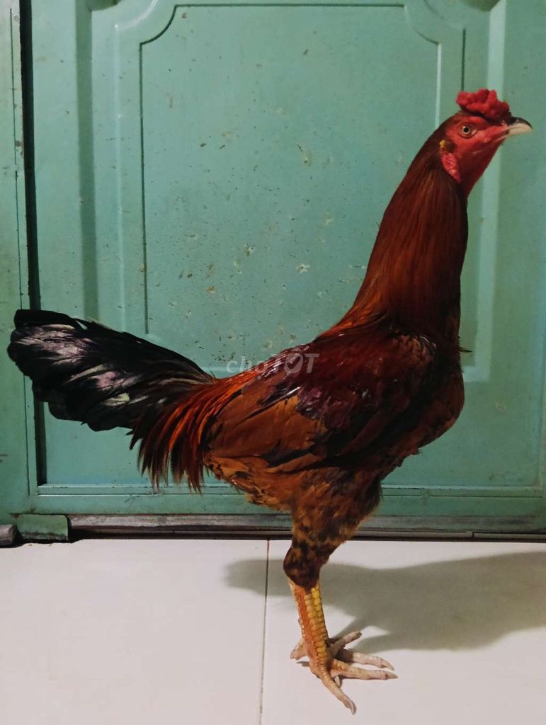 Điều vàng đuôi lao 2k850 tay tốt